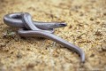 <br><br>Autre nom français : Serpent de verre 
<br>Nom anglais : Slow Worm
<br><br>L'Orvet fragile est un lézard apode (sans pattes) qui est souvent confondu avec un serpent. Il doit d'ailleurs son surnom de Serpent de verre au fait que, comme les autres lézards, sa queue est fragile. Il peut donc s'en séparer en cas de danger. Cependant, il ne pourra le faire qu'une fois dans sa vie car, sa queue repoussera, mais sera bien plus courte que la première. <br>La longueur totale du corps de l'Orvet fragile peut atteindre 52 cm chez la femelle et 47 cm chez le mâle, la longueur moyenne étant de 30 à 40 cm. Sa coloration est fonction de l'âge, du sexe et du lieu géographique. Son dos est plutôt grisâtre, brunâtre ou noirâtre, et son ventre est blanc sale ou grisâtre. Les jeunes, à la naissance, ont le dos doré ou argenté avec une ligne vertébrale sombre, les flancs et le ventre sont brun foncé ou noirâtres. <br> A noter que les cas d'albinisme sont assez fréquents chez ce reptile.
<br><br>Photo réalisée en France, dans l'Allier (Auvergne)
<br><br> Orvet fragile
Serpent de verre
Anguis fragilis
Lézard
Allier
Auvergne
queue
ramper
serpent
reptile 